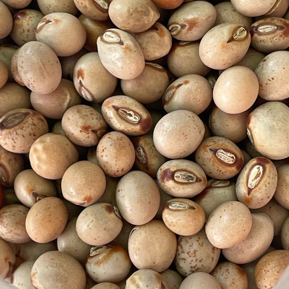 Ripkitty Pigeon Pea Grow Your Own! Cajanus Cajan Seeds Organic Half LB